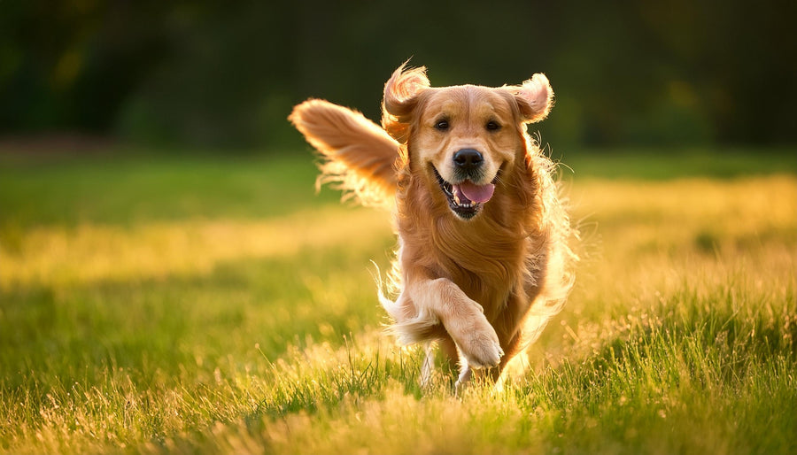 Dog enjoying a spring outdoor adventure