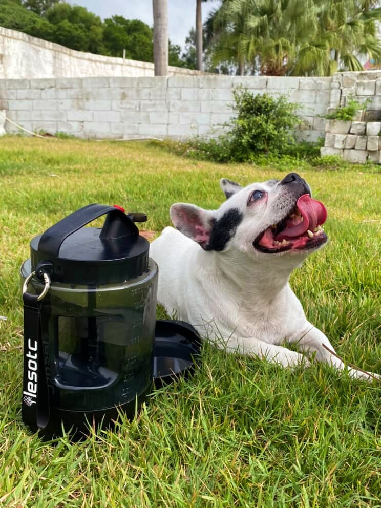 Dog using a PetNF hydration product outdoors