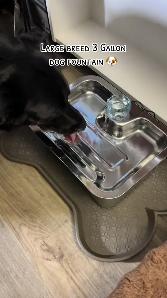 D2341 Dog Fountain demonstrated by @kai_thedogmother