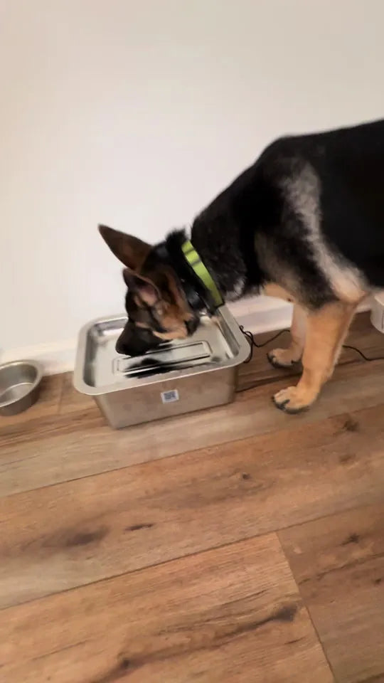 D2341 Dog Fountain demonstrated by @saban.the.shepard
